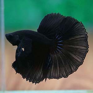 Black Fullmoon Betta Pair