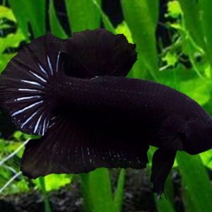 Black Plakat Betta Pair