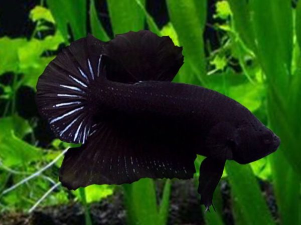Black Plakat Betta Pair