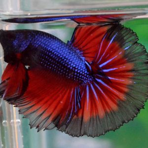 Blue Body Red Tail Fullmoon Betta Pair