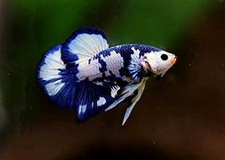 Blue & White Koi Plakat Betta Pair
