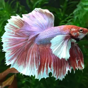Fancy Fullmoon Dumbo Ear Betta Pair