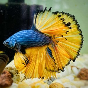 Mustard Gas Fullmoon Betta Pair