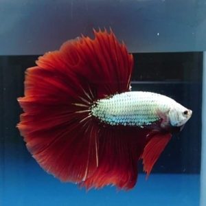 Red Dragon Fullmoon Betta Pair
