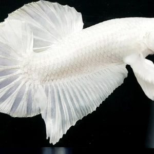 White Plakat Betta Pair