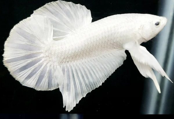 White Plakat Betta Pair