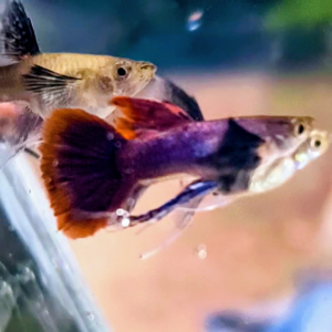 Royal Magenta Dumboear c-fin ribbon