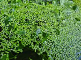 Lemna Minor (Duckweed) Live Aquatic Plant 1 small scoop