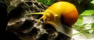 Apple Snail / Mystery Snail