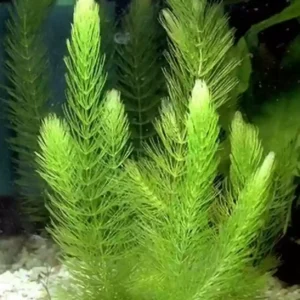 Foxtail Aquatic Plant (5 Stems)