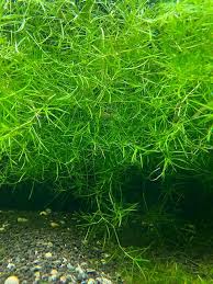 Guppy Grass Aquatic Plant (5 Stems)
