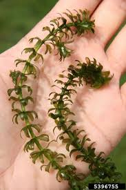 Hydrilla Aquatic Plant (5 Stems)