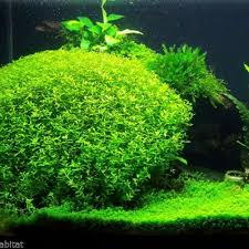 Pearl Weed Aquatic Plant (5 Stems)