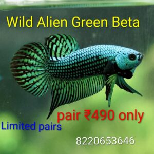 Alien wild green Betta pair