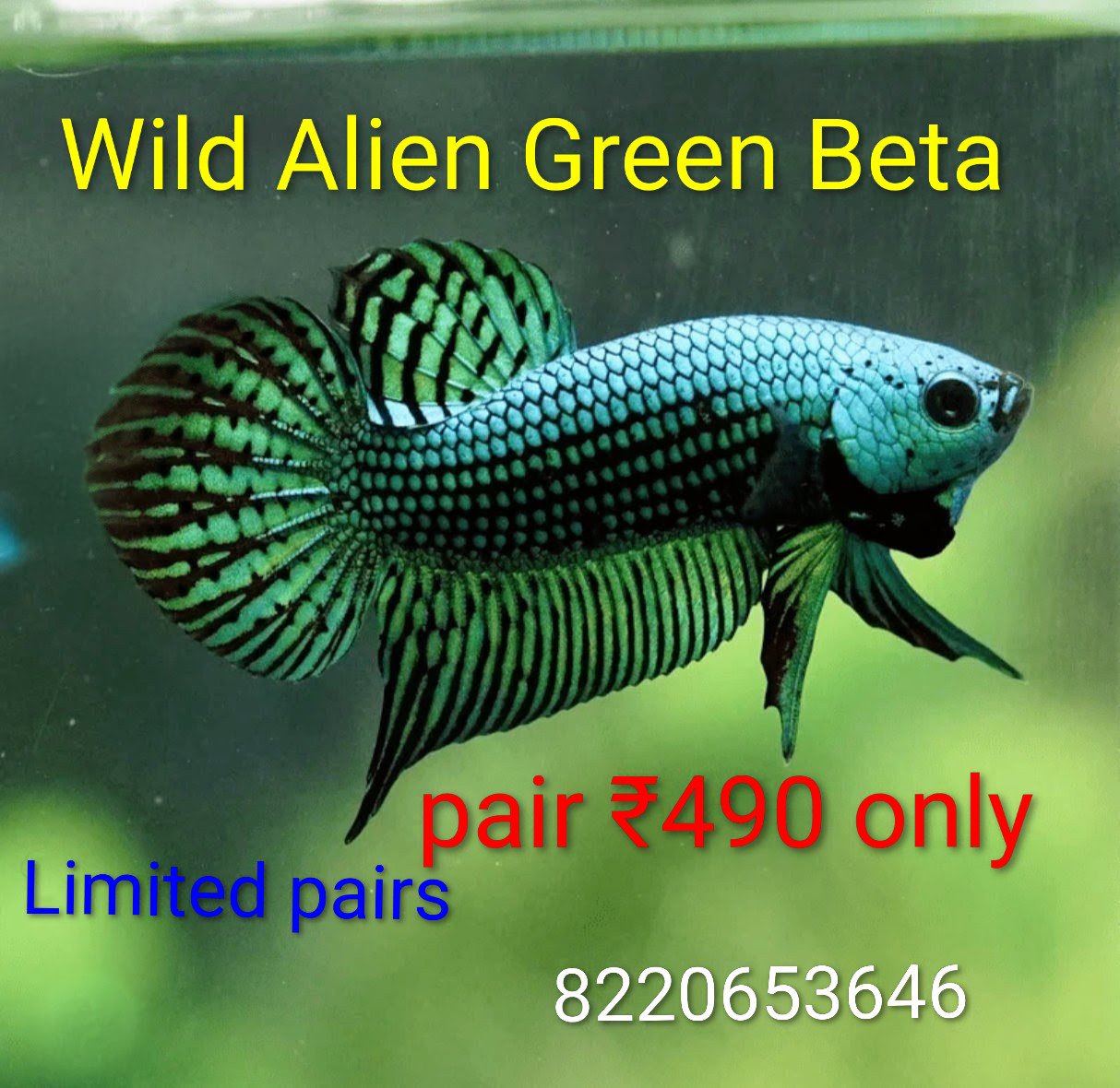 Alien wild green Betta pair